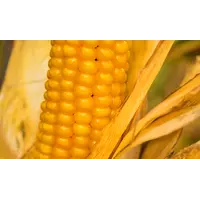 Насіння кукурудзи ВН 63