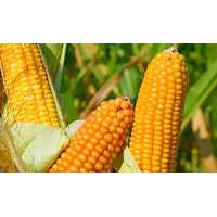 Насіння кукурудзи ВН 6763
